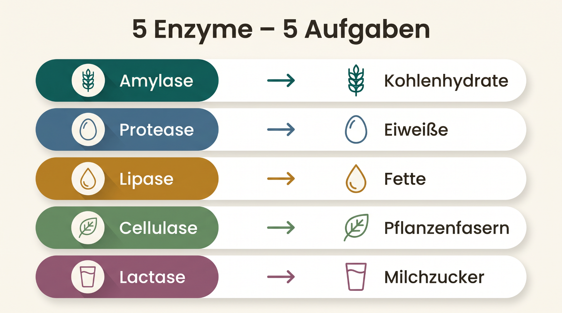 Fünf Verdauungsenzyme und ihre Aufgaben: Amylase, Protease, Lipase, Cellulase, Lactase