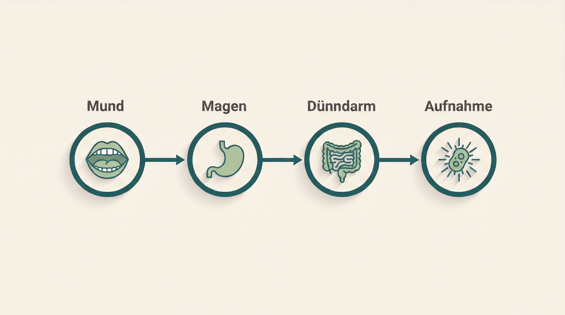 Der Weg der Nahrung – Mund, Magen, Dünndarm, Aufnahme